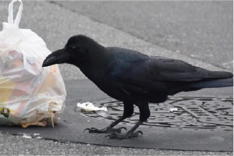 鳥・獣対策工事